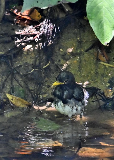 クロツグミ♂1146