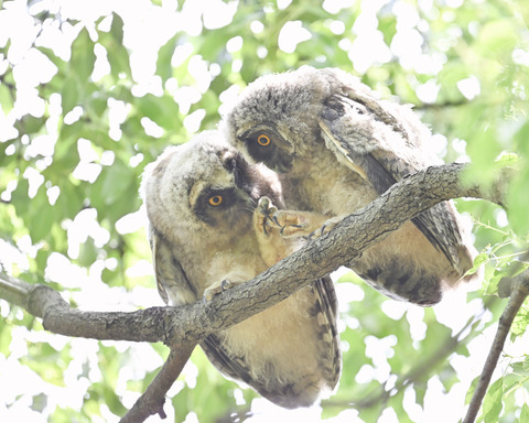 トラフズクの雛3604
