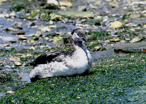 ｱｶｴﾘｶｲﾂﾌﾞﾘ7563