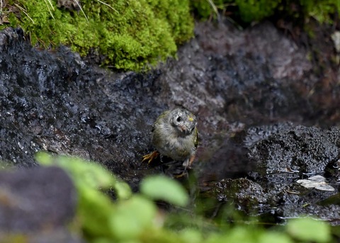 キクイタダキ幼鳥2853