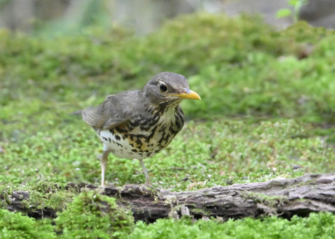 クロツグミ♀1728