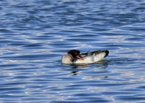 ウミアイサ♂5624
