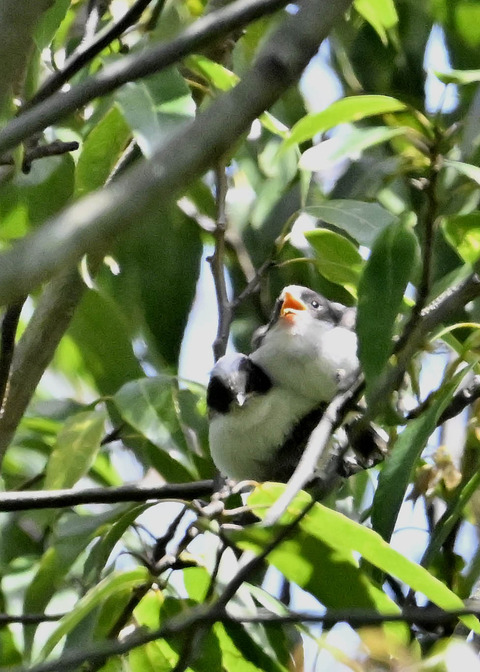 エナガのヒナ3971