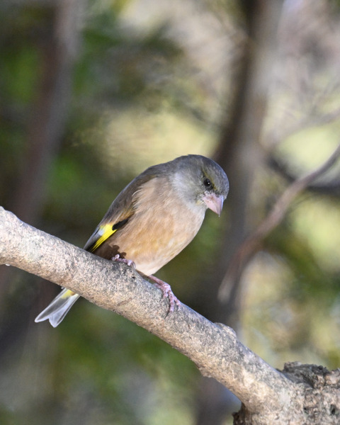 オオカワラヒワ7639