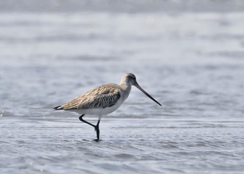 オオソリハシシギ6275