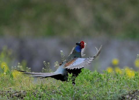 羽広る・キジ♂0225◎