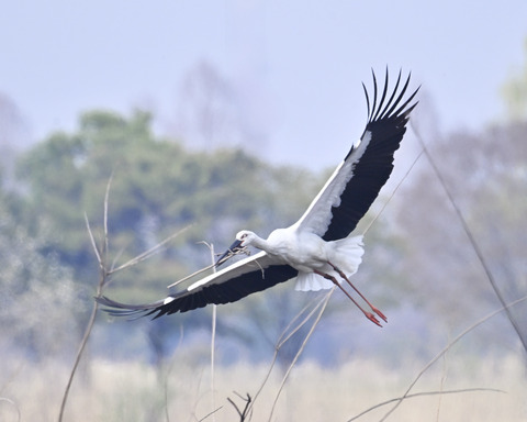 飛ぶコウノトリ7301