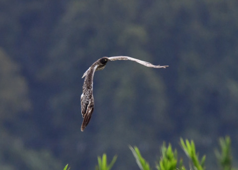 ズグロチュウヒ3437