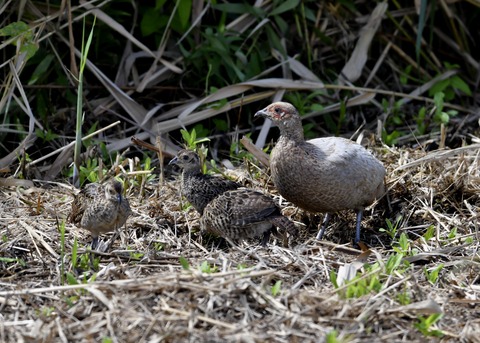 キジの親子4604○