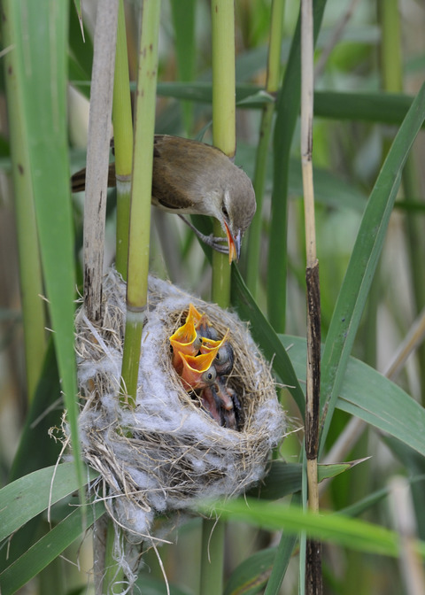 オオヨシキリのひな6313◎