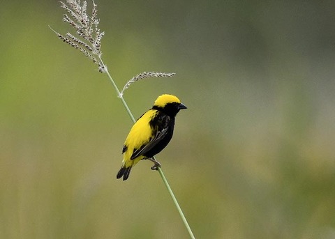 オウゴンチョウ♂2232