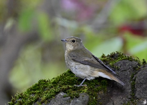 キビタキ♀8762