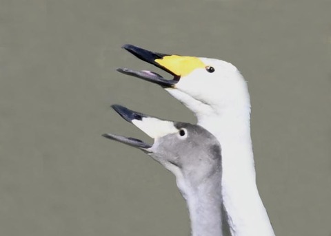 オオハクチョウ幼鳥2246