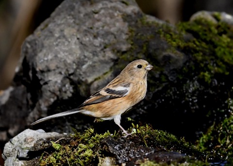 ベニマシコ♀8190