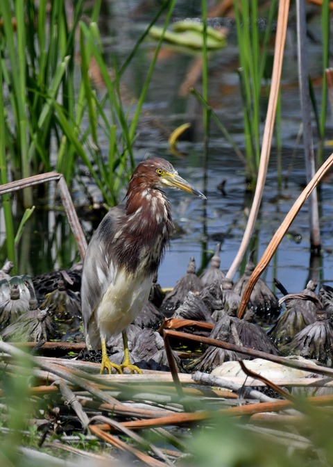 アカガシラサギ3030