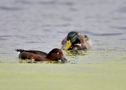 マガモ♂エクリプス1863