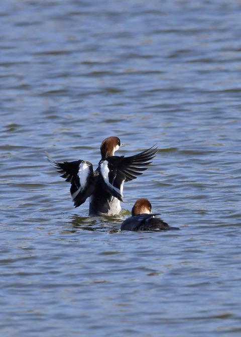 ミコアイサ♀0664