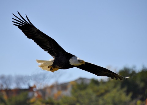 ハクトウワシ3435