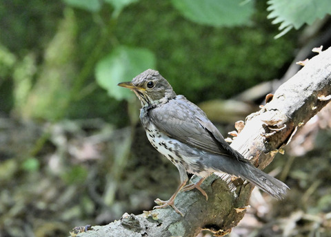 クロツグミ♀幼鳥5427
