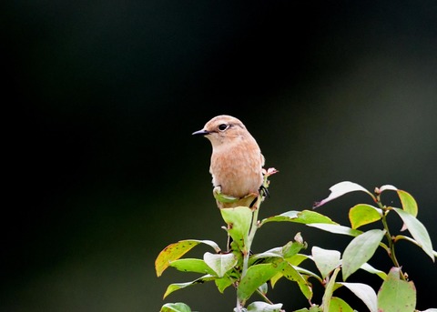 ノビタキ♀冬羽5886