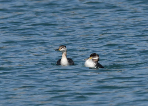 アカエリカイツブ7072