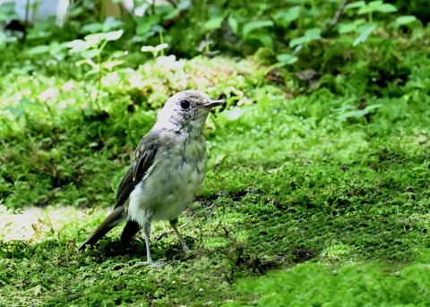 オオルリ♀6353