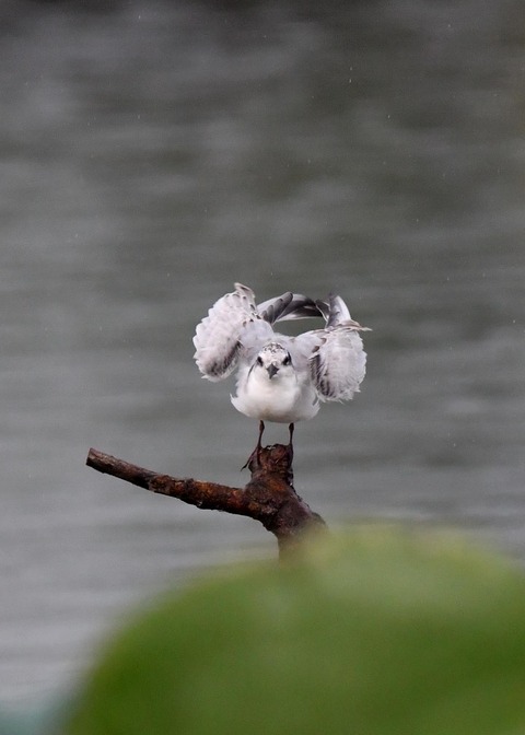 クロハラアジサシ幼鳥1840