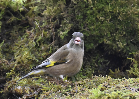 オオカワラヒワ7655