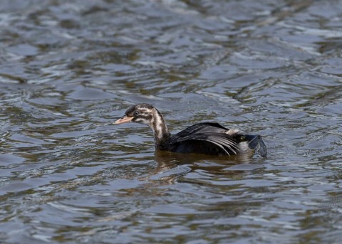 カイツブリ幼鳥0271