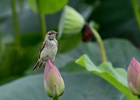 オオヨシキリ1614