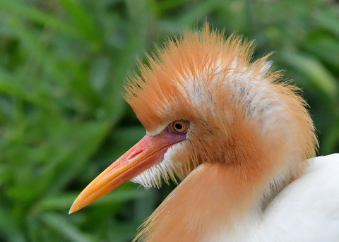 アマサギ7157