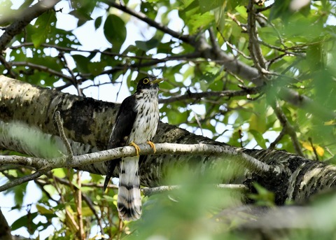 ジュウイチ幼鳥2887