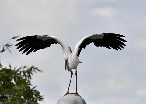 飛ぶ・コウノトリ3065