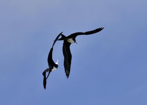 オオグンカンドリ6317