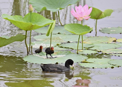 オオバン親子7248