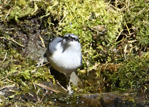 ゴジュウカラ7611