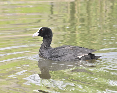 オオバンの水浴び7422