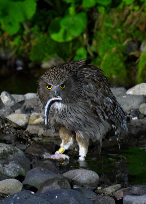 シマフクロウ♀1437