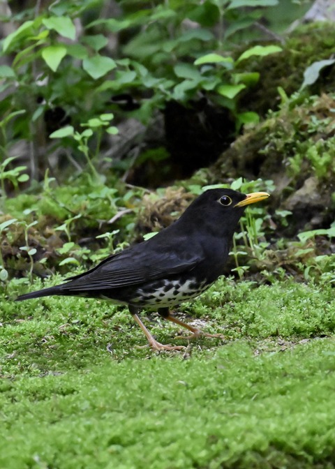 クロツグミ♂2683