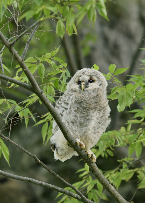 フクロウのヒナ②0080