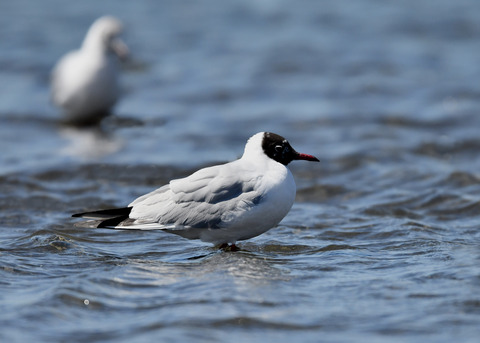 ユリカモメ夏羽9108