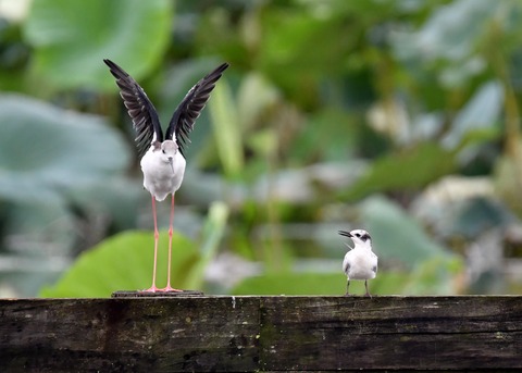 クロハラアジサシ幼鳥2933