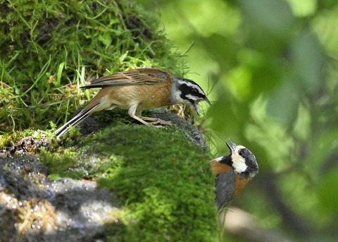 ホオジロとヤマガラ3994