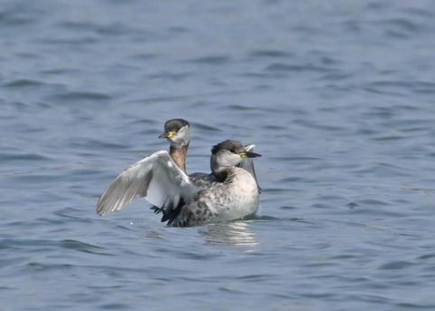 アカエリカイツブリ8002