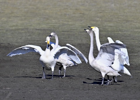 オオハクチョウ幼鳥2248