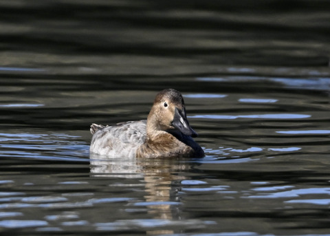 オオホシハジロ♀9641