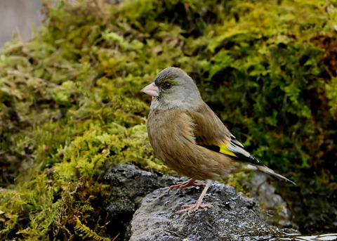 オオカワラヒワ♂1938