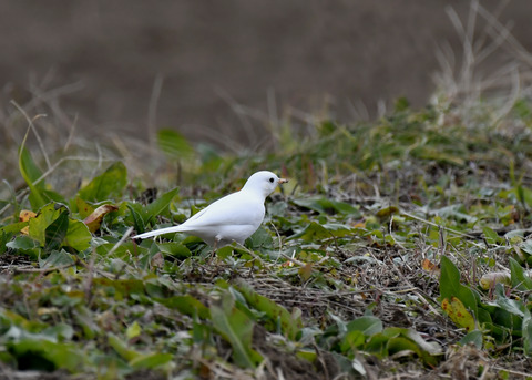 白化・ハクセキレイ8149