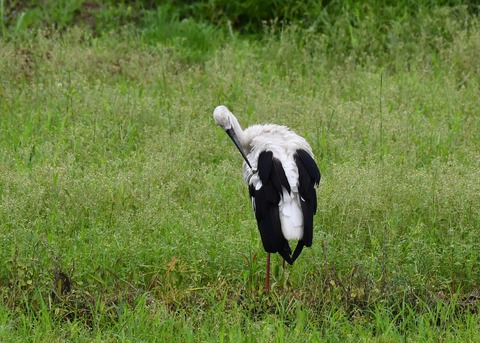 コウノトリ♀(歌)9529