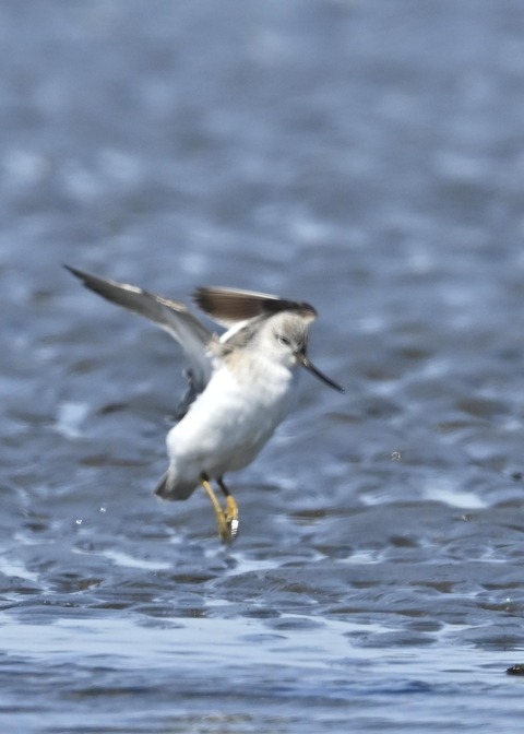 ソリハシシギ3225